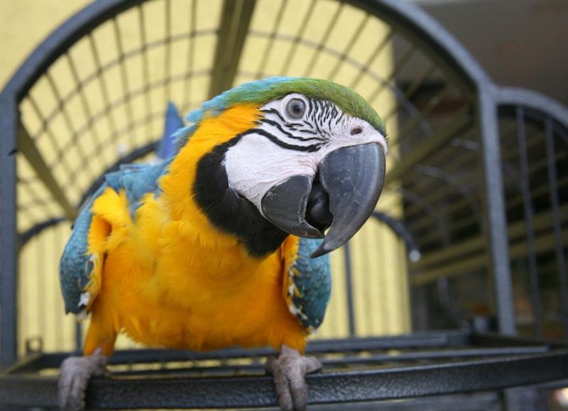 Parrots