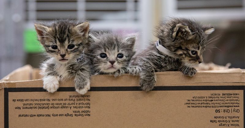 Discovery of Orphaned Siblings