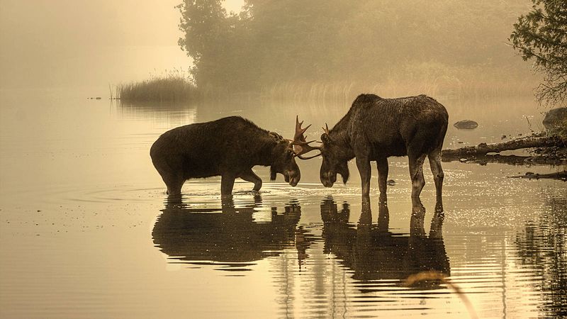 Moose