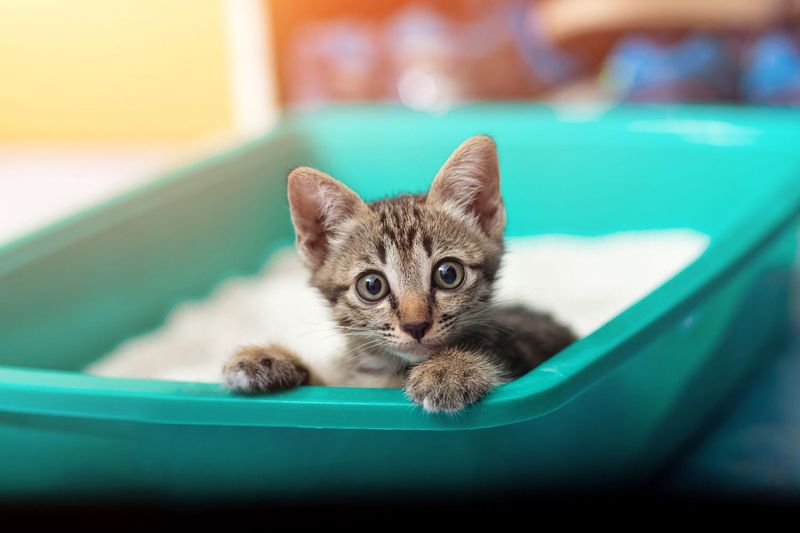 Litter Box Location