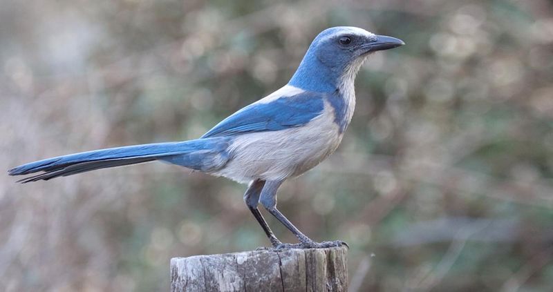 Florida Scrub-Jay