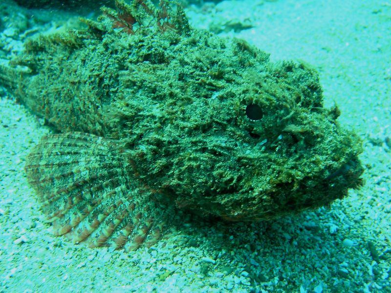 Stone Scorpionfish