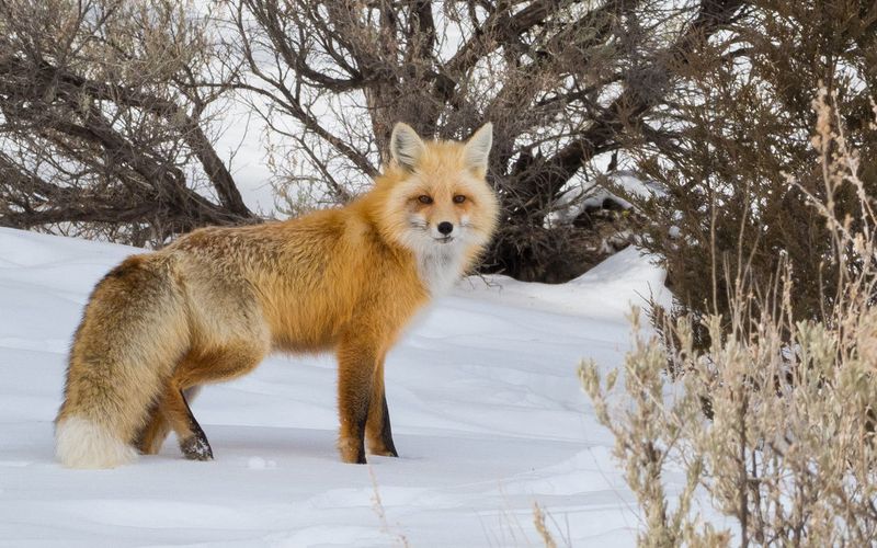 Red Fox