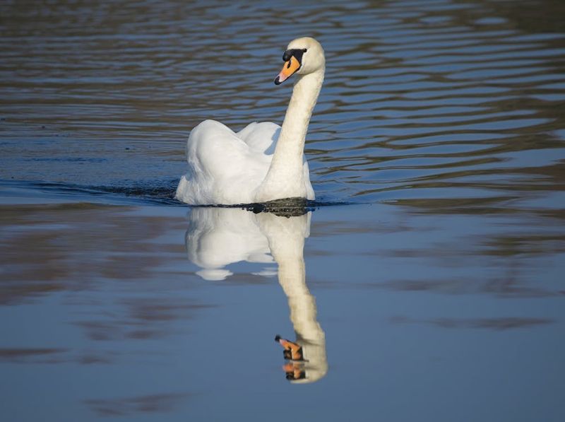 Mute Swan
