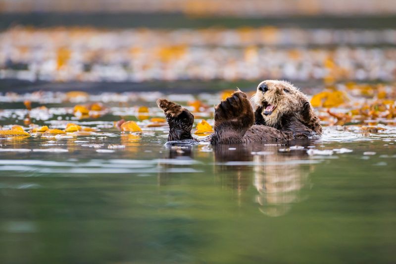River Otter