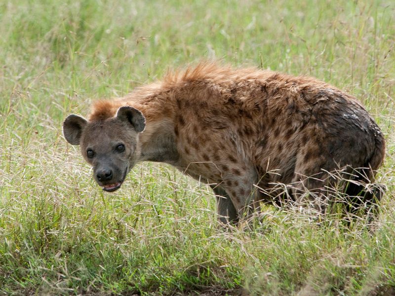 Spotted Hyena