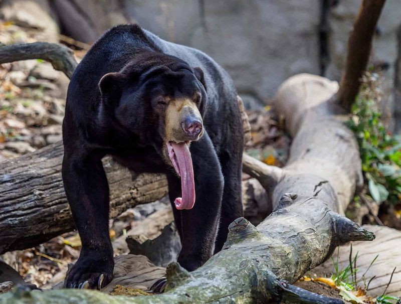 Sun Bear