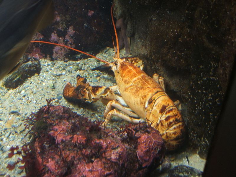 American Lobster