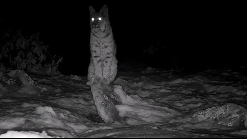 Night Vision Mastery