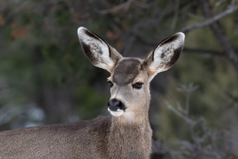 Mule Deer