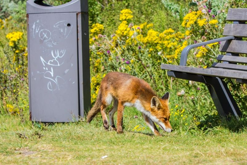 Red Foxes (U.S. cities)