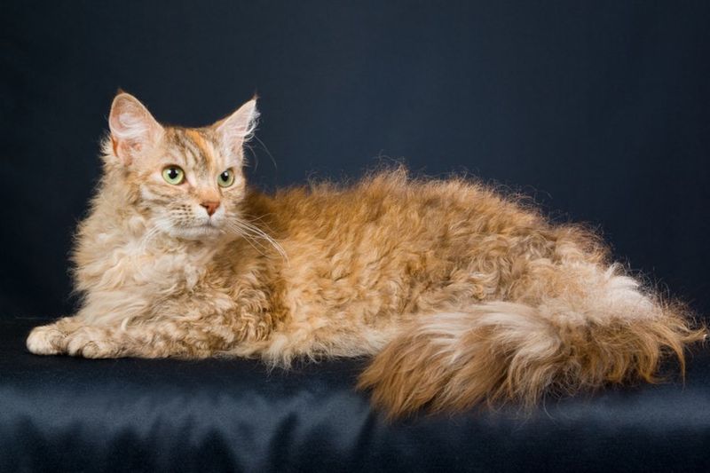 LaPerm Longhair