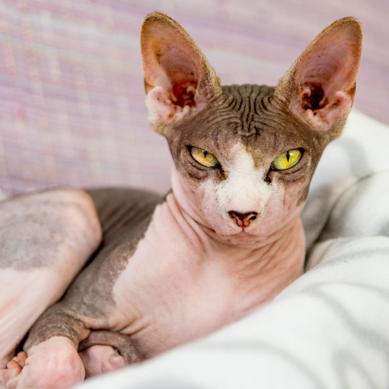 Sphynx