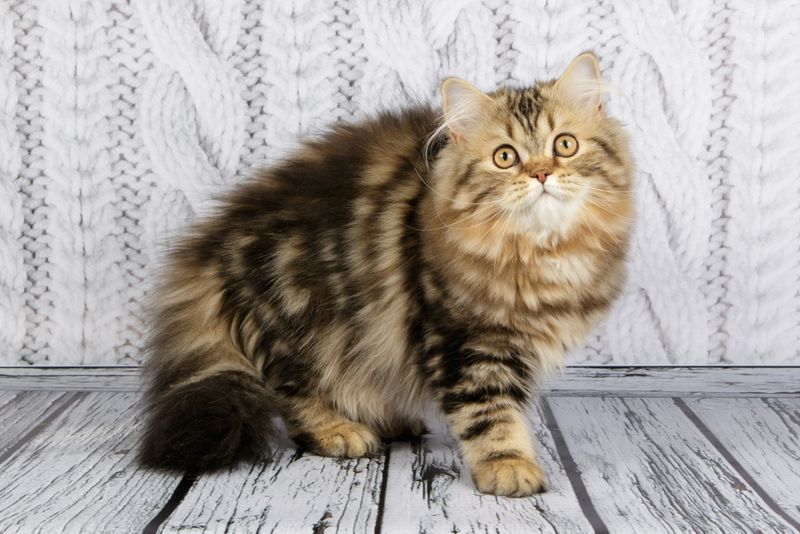 Scottish Fold Longhair