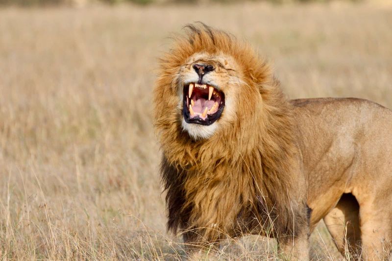 Lion's Territorial Roar
