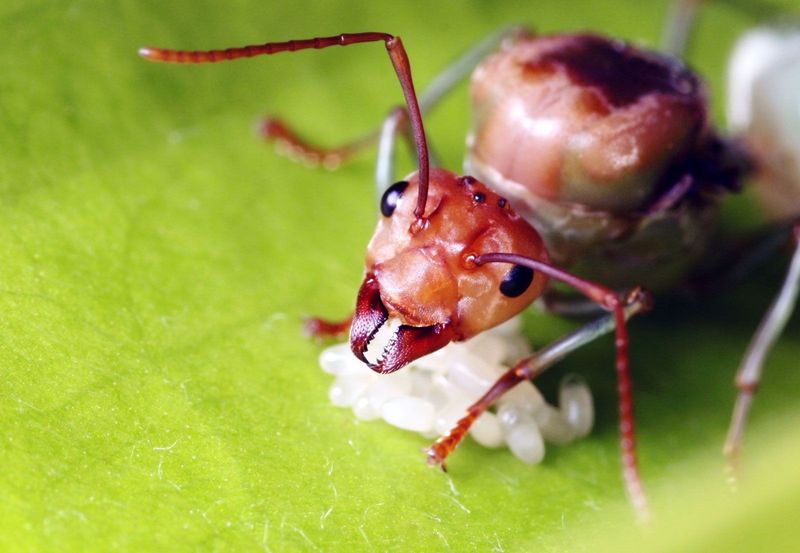 Ants