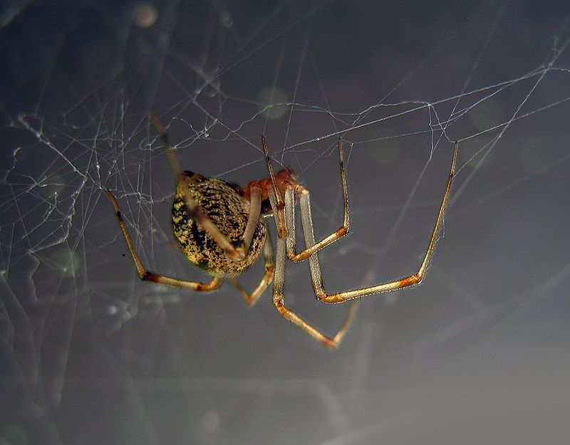 Achaearanea Tepidariorum