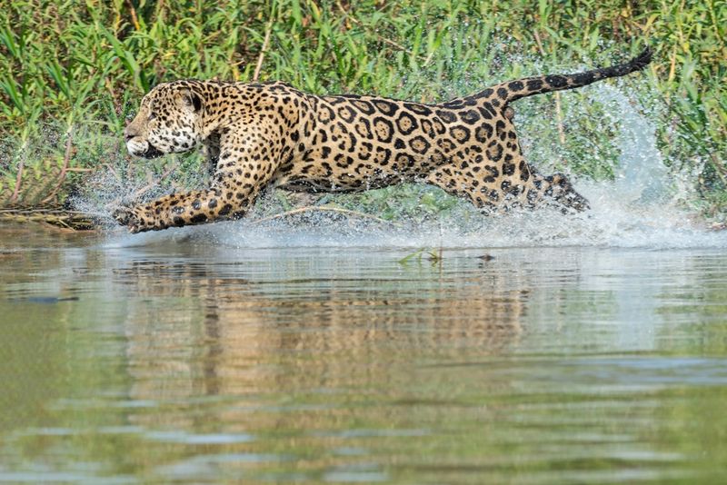 Aquatic Prowess
