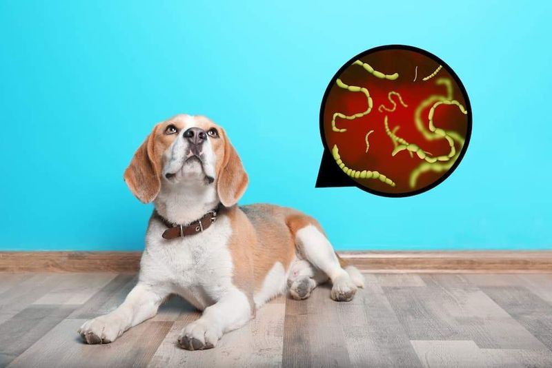 Tapeworm Transmission