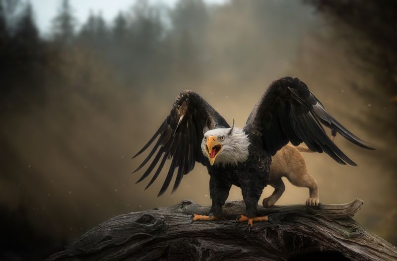 Griffin
