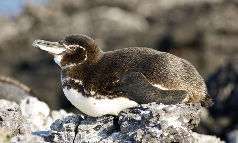 Remarkable Thermoregulation