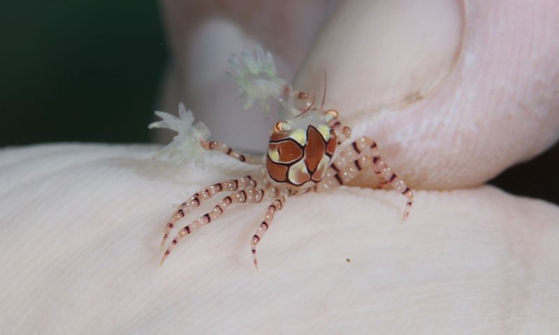 Miniature Appearance