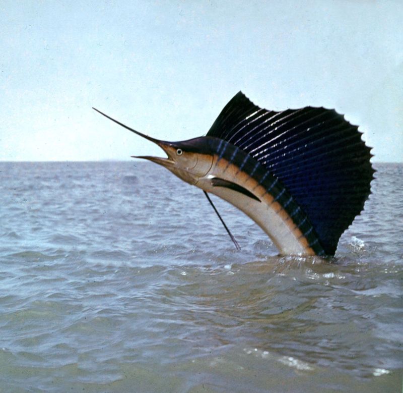 The Role of the Dorsal Fin