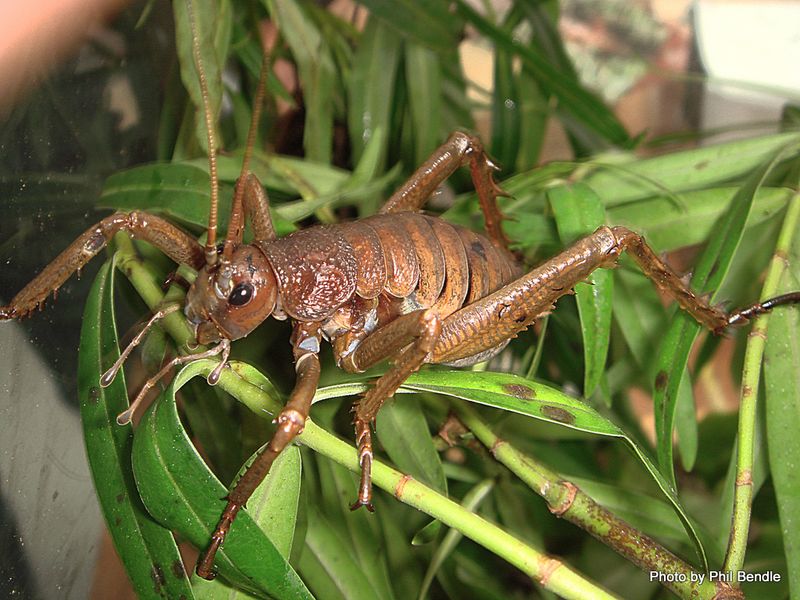 Habitat and Distribution