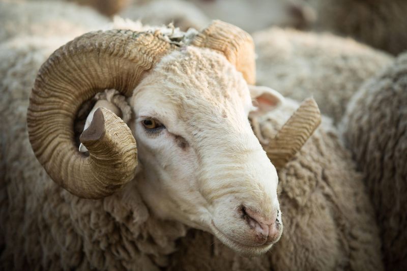 Wool's Moisture-Wicking Ability