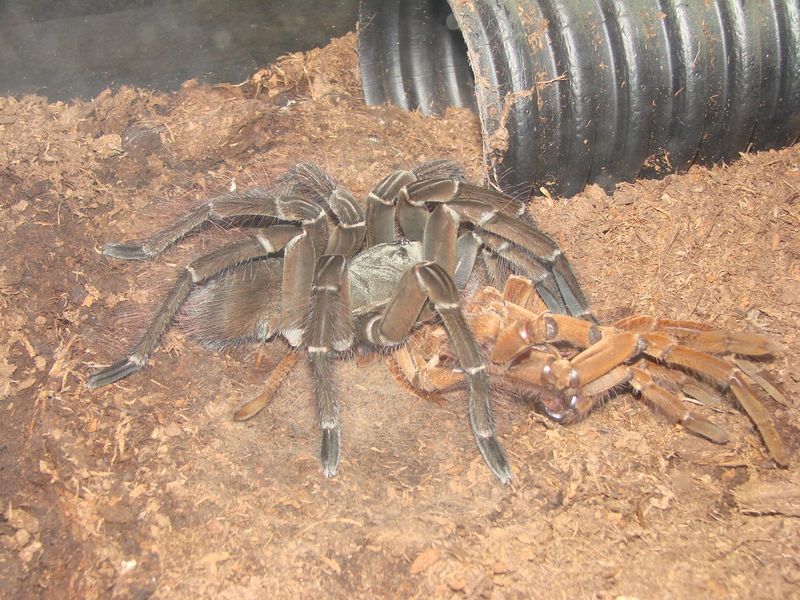 Molting Process