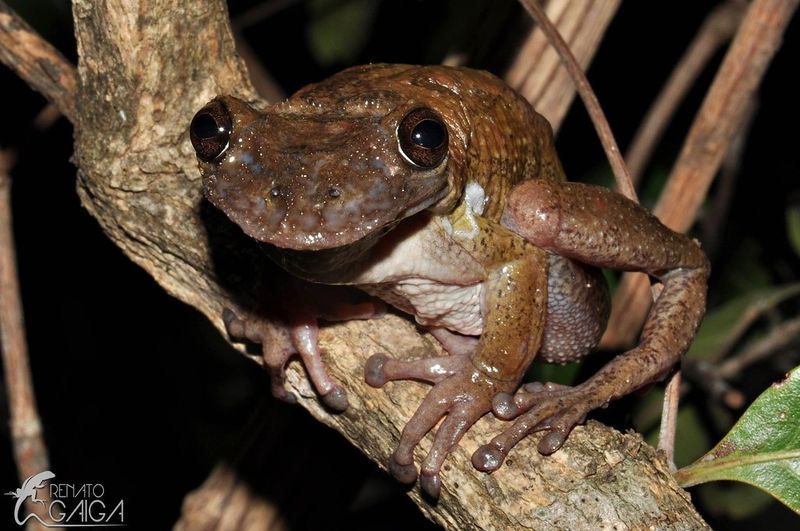 Poisonous vs. Venomous Frogs