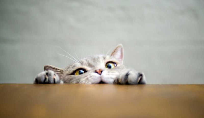 Curiosity Overdrive