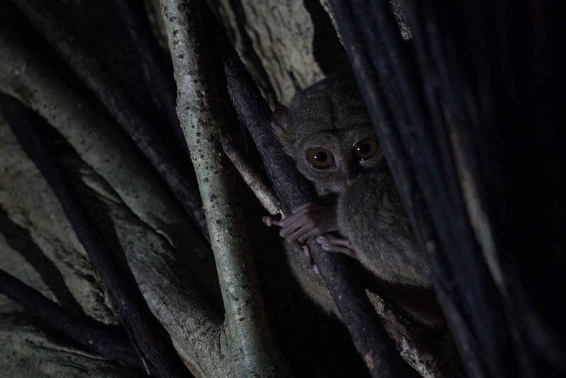 Tarsier