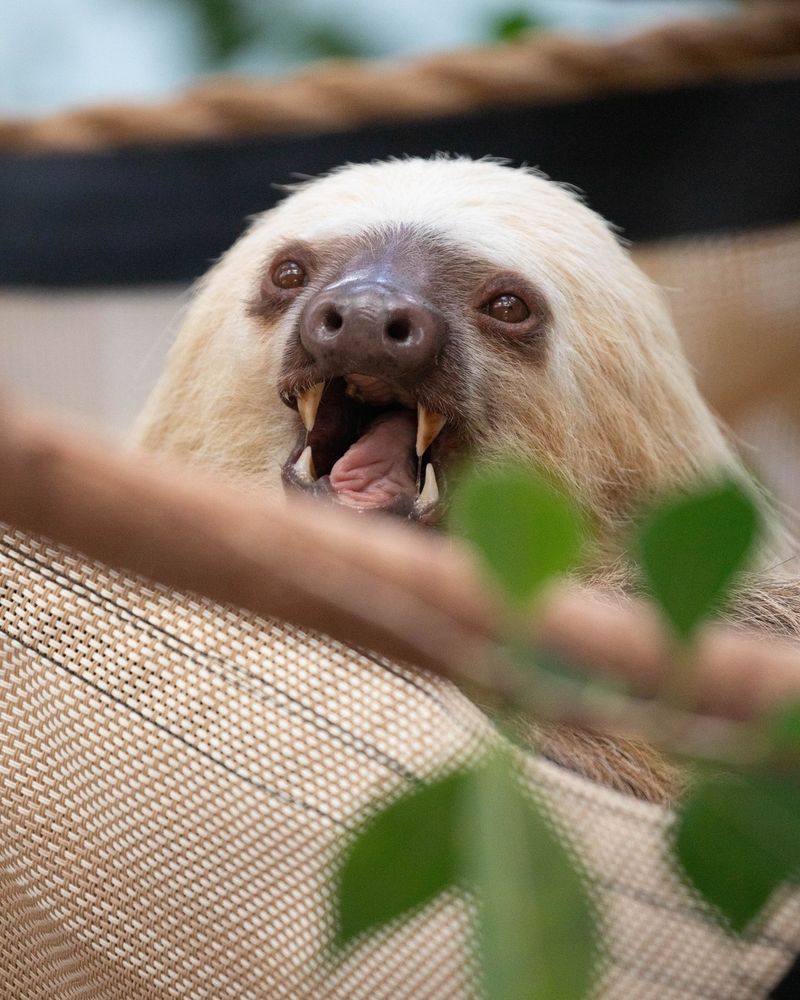 Sloth