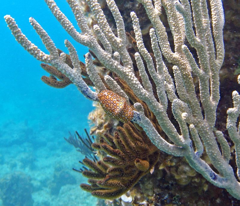 Flamingo Tongue Snail