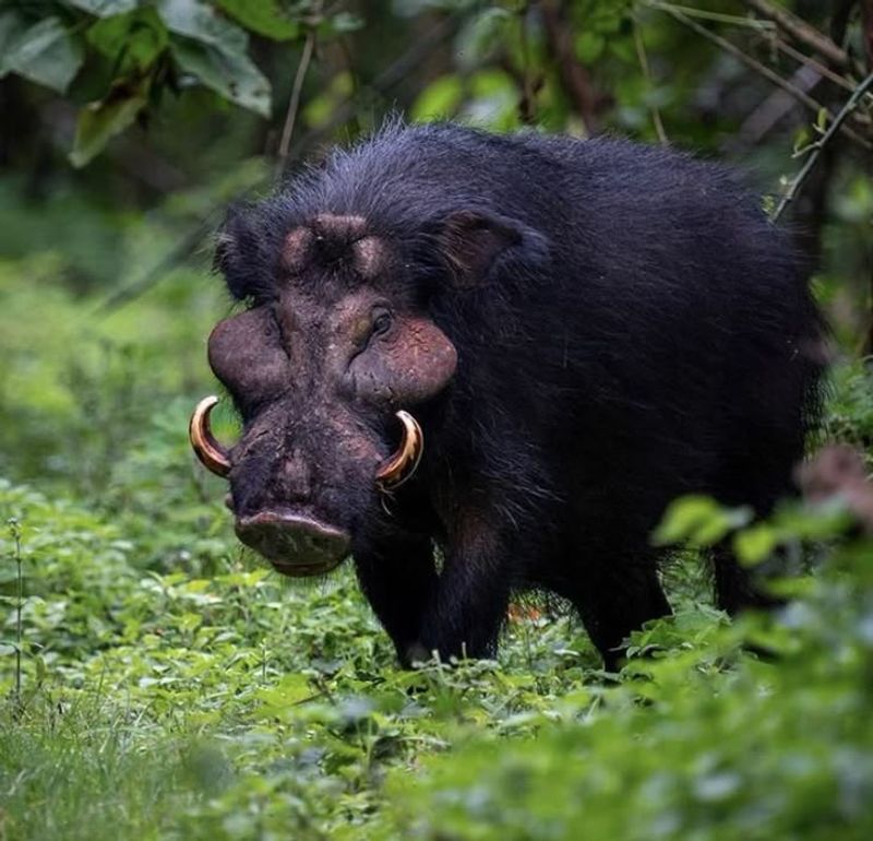 Pygmy Hog
