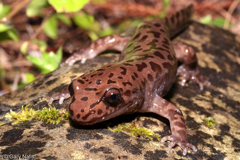 Pacific Salamander