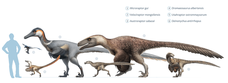 Velociraptors Were Much Smaller