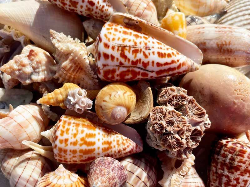 Intricate Shell Patterns