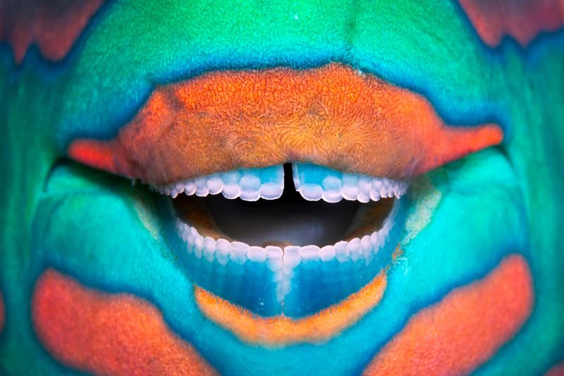 Teeth Like a Beak