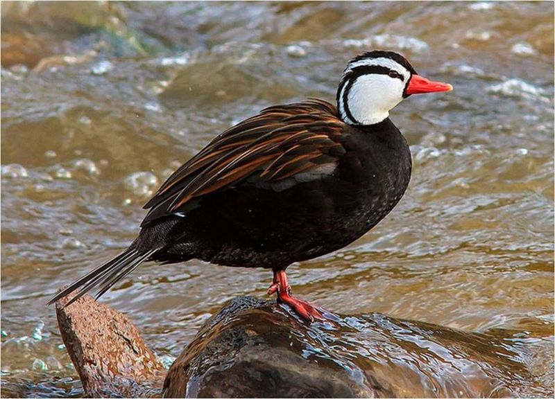 Torrent Duck