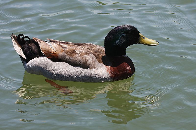 Black-headed Duck