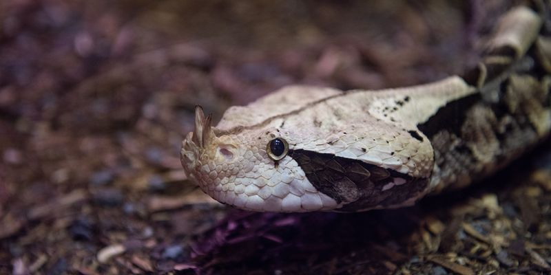 Gaboon Viper