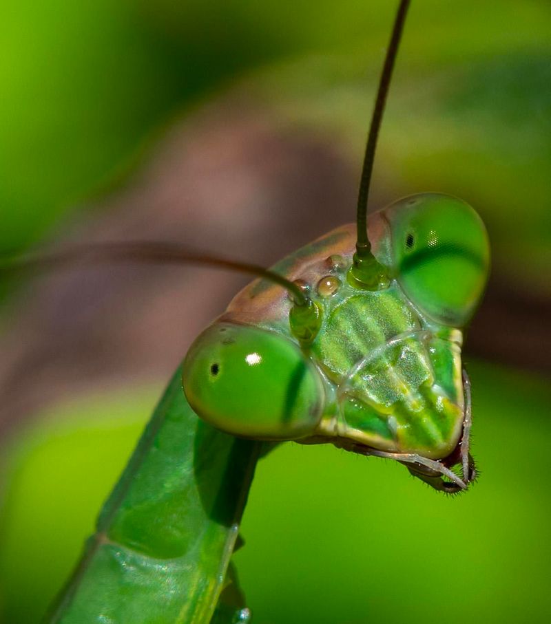 Praying Mantis