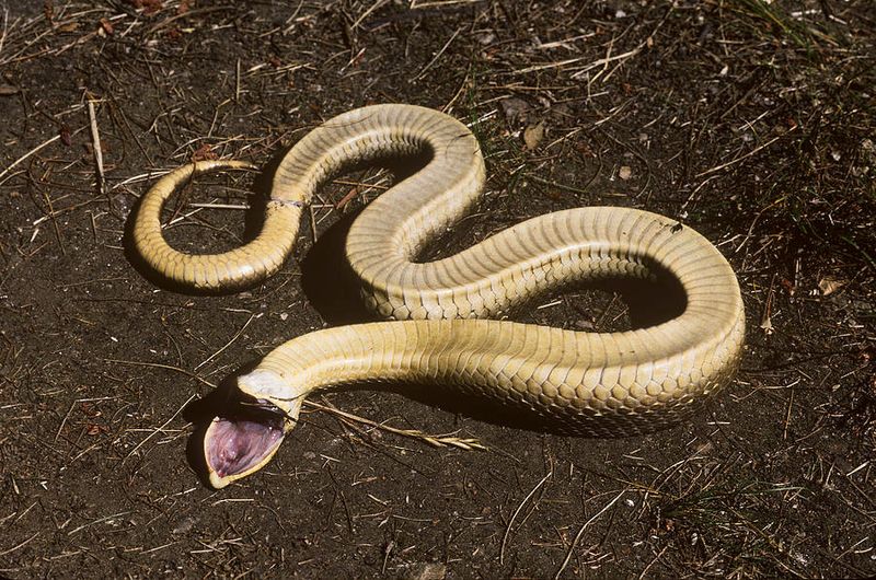Hognose Snake
