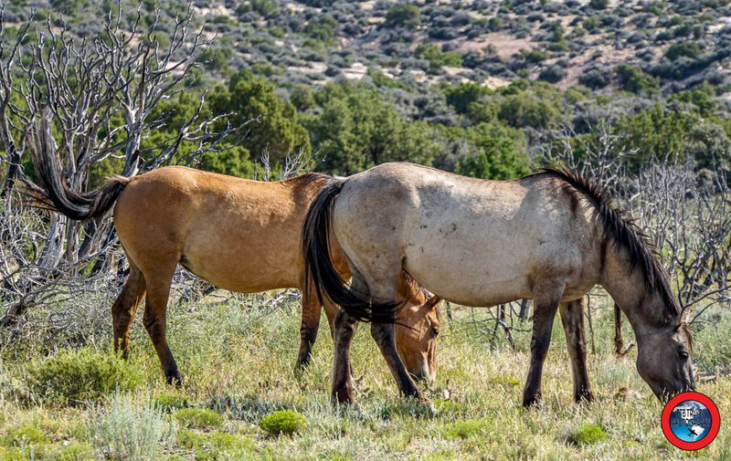 Pryor Mountains, Montana/Wyoming