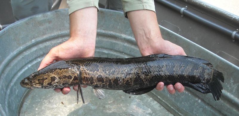 Pennsylvania's Predator Problem