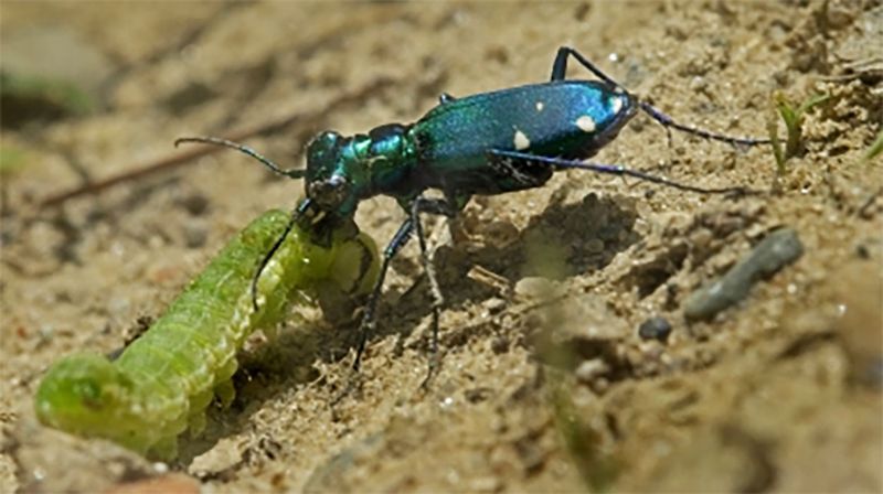 Larval Ambush