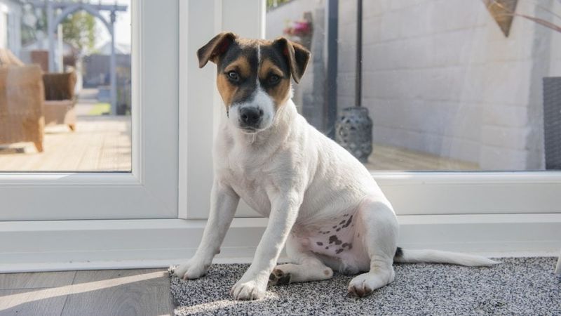 Jack Russell Terrier