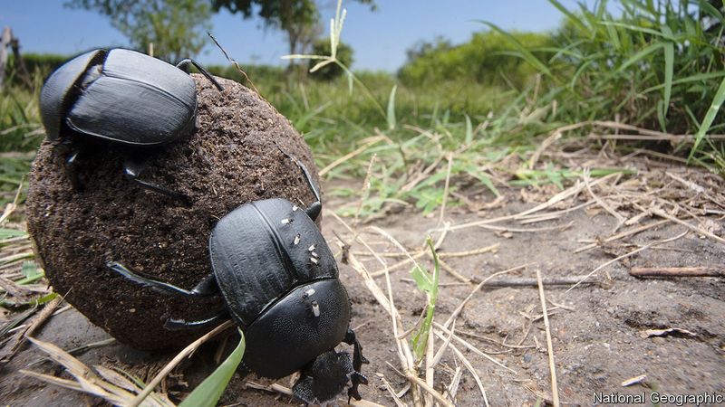 Dung Beetles